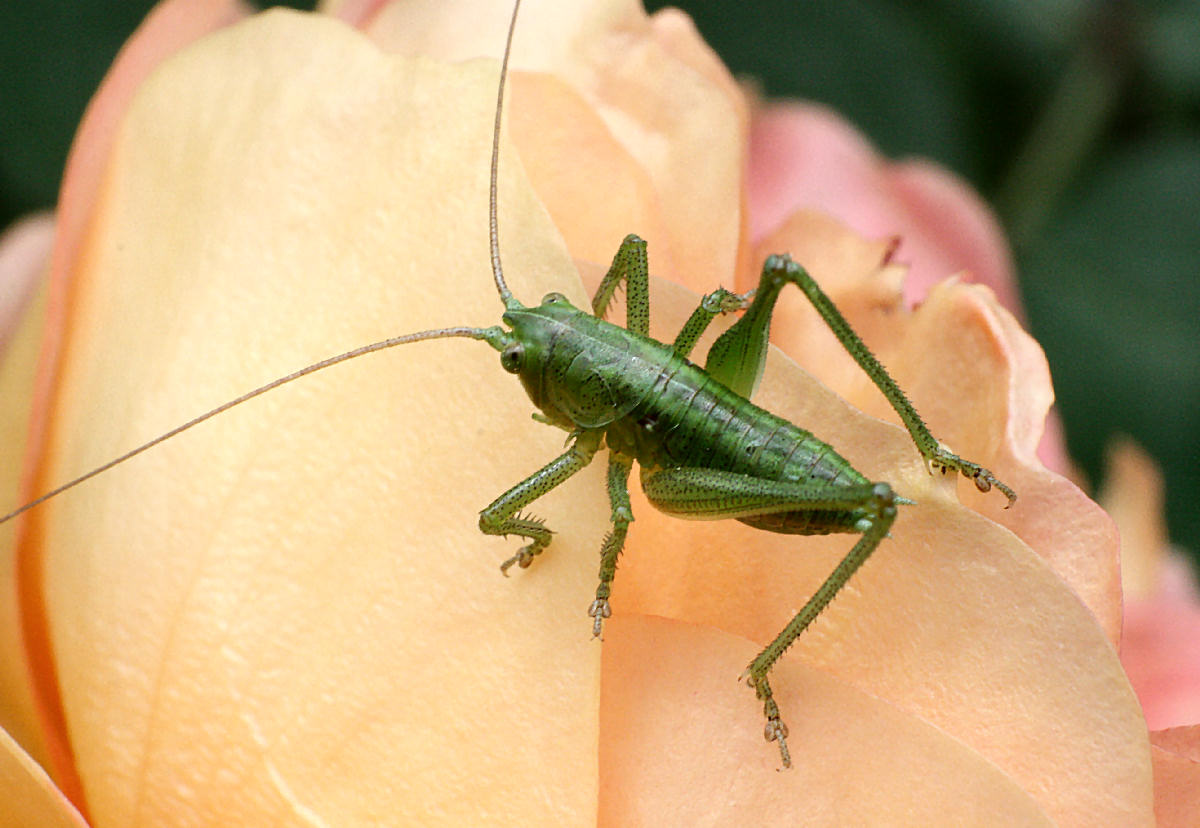 Tettigonia sp - neanide